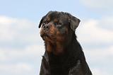 ROTTWEILER 325